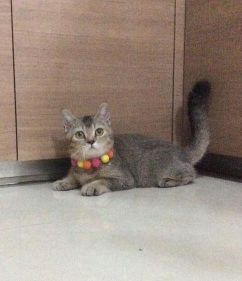  สก็อตติชโฟลด์ เพศผู้ ลดประชากร รูปที่ 4