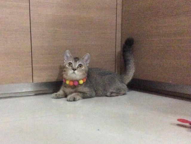  สก็อตติชโฟลด์ เพศผู้ ลดประชากร รูปที่ 2