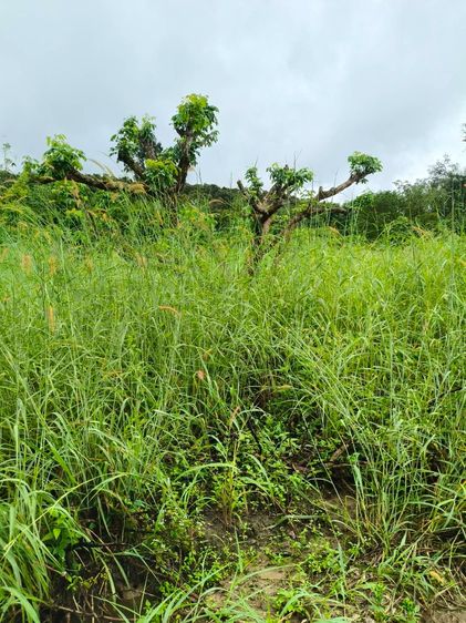 ขายที่ดิน นส3ก เชียงราย อ.พาน รูปที่ 4