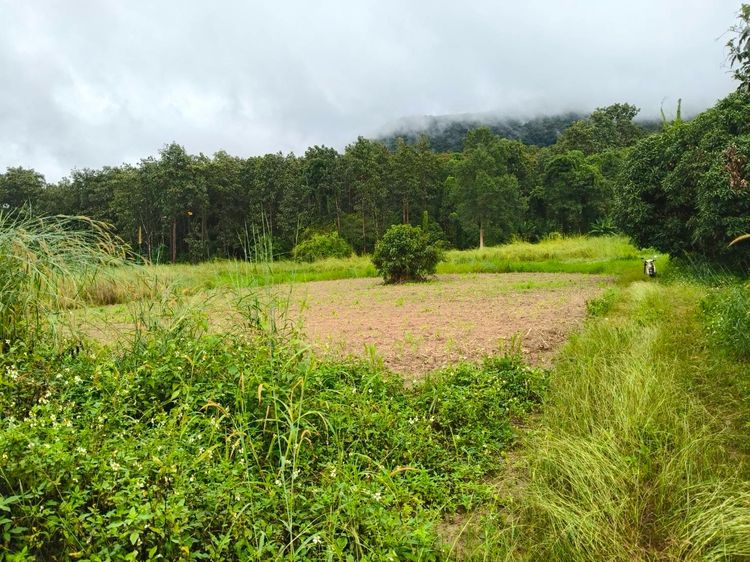 ขายที่ดิน นส3ก เชียงราย อ.พาน