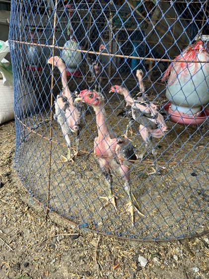 ลูกไก่ชนไซง่อน100 รูปที่ 3