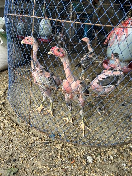 ลูกไก่ชนไซง่อน100 รูปที่ 4