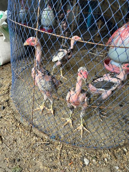 ลูกไก่ชนไซง่อน100