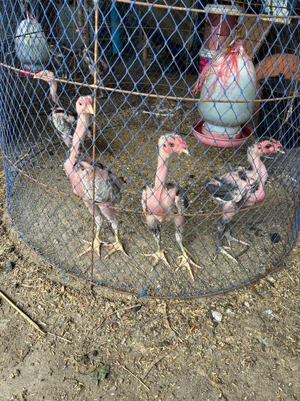 ลูกไก่ชนไซง่อน100 รูปที่ 2