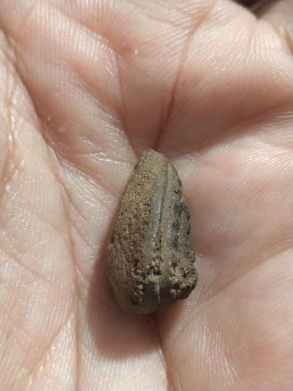 เก่าแวะมาดูครับ รูปที่ 4