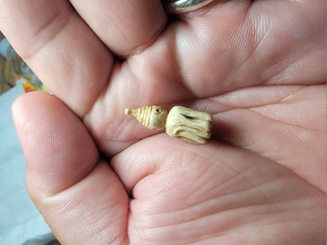 พะญาพาลี หลวงพ่อแซ่ม วัดตาก้อง เป็นเkาkรางแกะ เก่าถึงอายุหายาก รูปที่ 7