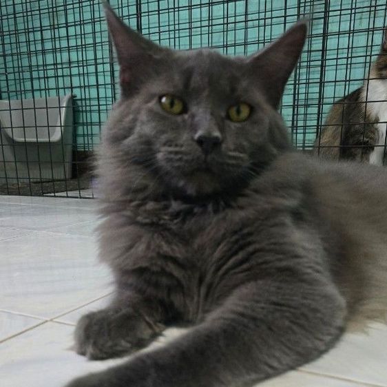 แมวเมนคูนแท้ รูปที่ 8