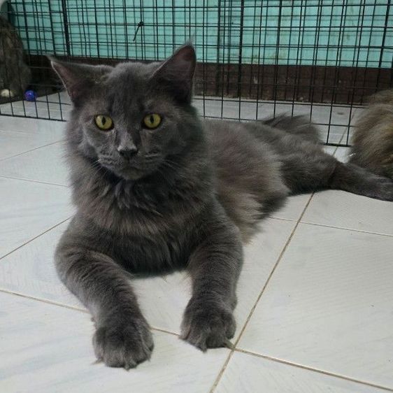 เมนคูน (Maine Coon) แมวเมนคูนแท้