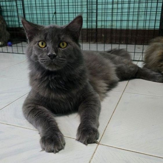 แมวเมนคูนแท้ รูปที่ 2