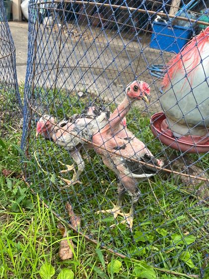 ไซง่อน 100 รูปที่ 2