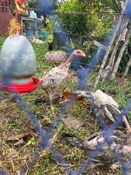 ไซง่อน 100 รูปที่ 3