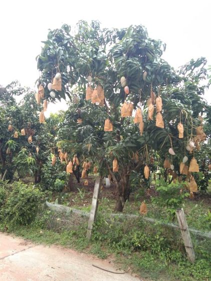 มะม่วงงามเมืองย่า รูปที่ 3