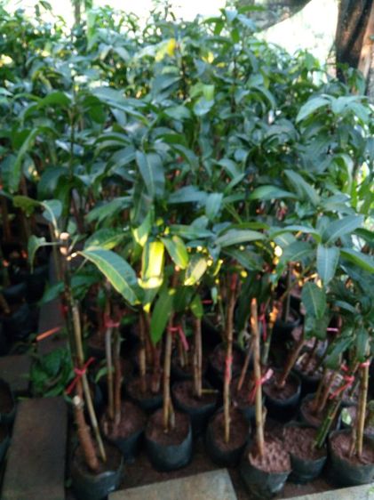 มะม่วงงามเมืองย่า รูปที่ 5