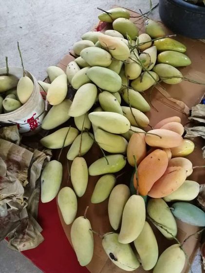 มะม่วงงามเมืองย่า รูปที่ 2