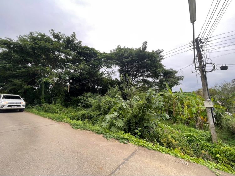 ให้เช่าที่ดินสันป่าตอง 