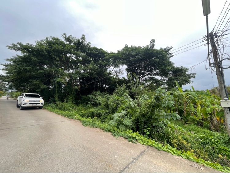 ไม่ใช่ ให้เช่าที่ดินสันป่าตอง  รูปที่ 2