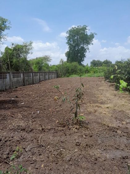 ขายที่ดินแปลงสวย 2 แปลง ถมแล้ว ขนาดเริ่มต้น 151 ตร.ว. ซอยวัดสลักเหนือ ปากเกร็ด ใกล้สถานีรถไฟฟ้าอิมแพค เมืองทองธานี รูปที่ 2