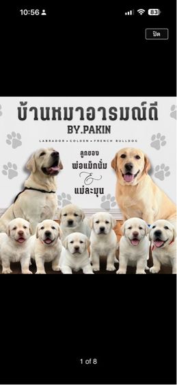 ลาบราดอร์ สาวสวยno.1 พร้อมย้ายบ้าน รูปที่ 3