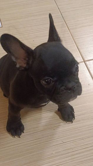 เฟรนบลูด็อกลายเสือ เพศเมียอายุ 3 เดือน วัคซีนเข็มแรกแล้ว รูปที่ 3