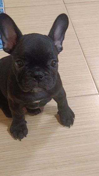 เฟรนช์ บูลด็อก (French Bulldog) เล็ก เฟรนบลูด็อกลายเสือ เพศเมียอายุ 3 เดือน วัคซีนเข็มแรกแล้ว