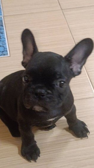 เฟรนบลูด็อกลายเสือ เพศเมียอายุ 3 เดือน วัคซีนเข็มแรกแล้ว รูปที่ 2