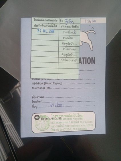 เฟรนบลูด็อกลายเสือ เพศเมียอายุ 3 เดือน วัคซีนเข็มแรกแล้ว รูปที่ 4
