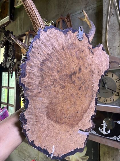 ไม้มะค่า รูปที่ 4