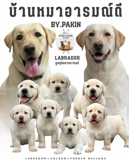 ลาบราดอร์ (Labrador) ใหญ่ ลูกแม่โซจู ลาบราดอร์แท้