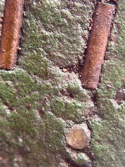 พระสมเด็จพิมพ์ปรกโพธิ์อกครุฑ เนื้อสีเขียวหลังฝังตะกรุด 9  ดอก พุทธคุณสูงแม่เหล็กดูดติด(020) รูปที่ 12