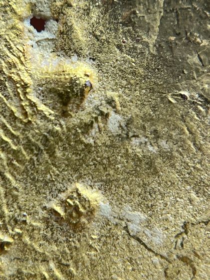 พระปรุหนังเนื้อโลหะชุบทองดอกบัว กรุวัดพระแก้ววังหน้า(082) รูปที่ 14