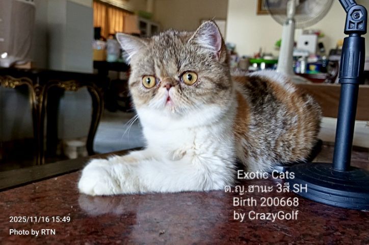 Exotic Cats รูปที่ 4
