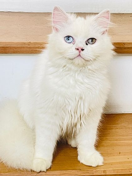 ขายแมวเปอร์เซียตาสองสี รูปที่ 4