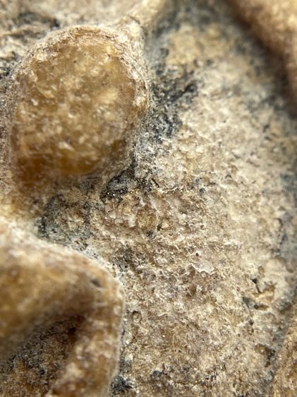 พระสมเด็จวัดระฆังพิมพ์ใหญ่เกศทะลุซุ้มหลังก้างปลา รูปที่ 8