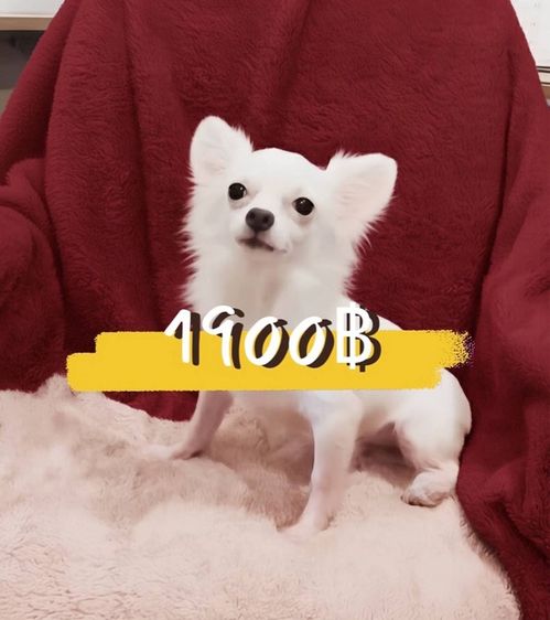 ชิวาวา (Chihuahua) เล็ก หนุ่มน้อยสีขาวจั๊ว