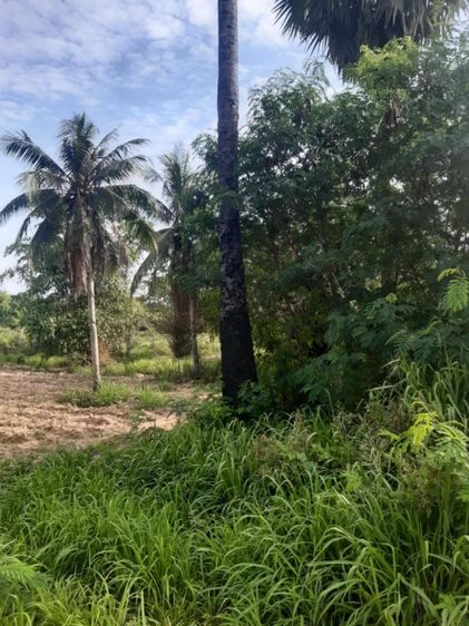 ใช่ ขายที่ดิน5ไร่2งานห่างถนนมอเตอร์เวย์400ม. รูปที่ 4