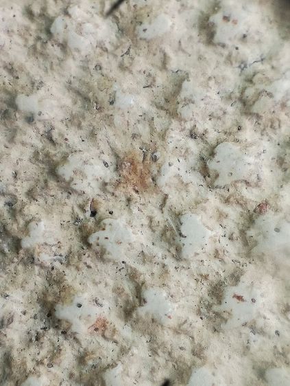 ปรกโพธิ์ หลังลายดอกพิกุล. รูปที่ 15