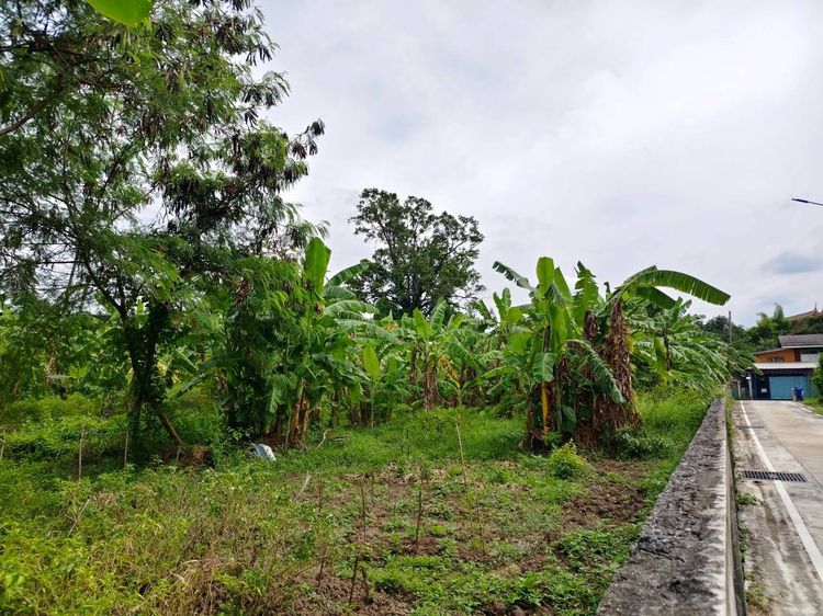 ขายที่ดิน ถนนราชพฤกษ์ บางรักน้อย เมืองนนทบุรี
