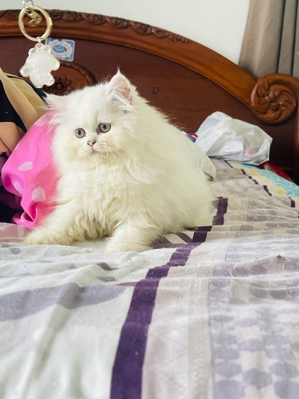 ขายแมวเปอร์เซียสีขาว รูปที่ 3