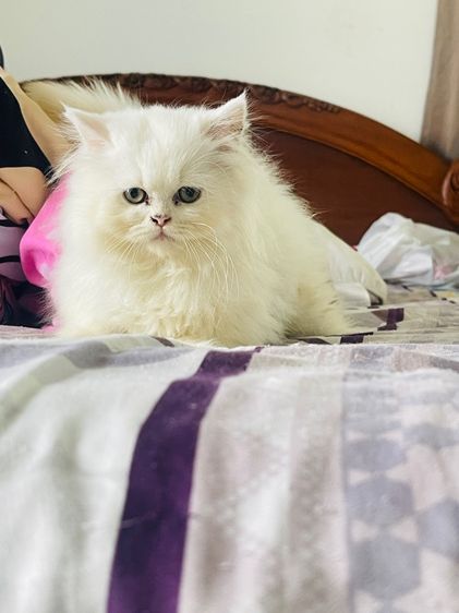 ขายแมวเปอร์เซียสีขาว รูปที่ 9