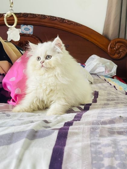 ขายแมวเปอร์เซียสีขาว