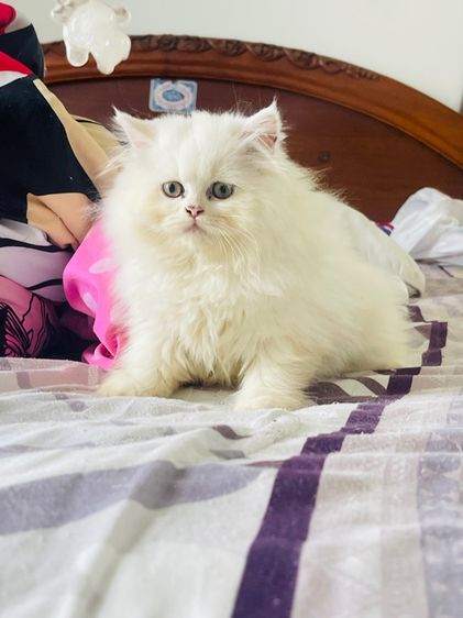 ขายแมวเปอร์เซียสีขาว รูปที่ 5