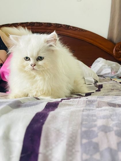 ขายแมวเปอร์เซียสีขาว รูปที่ 10