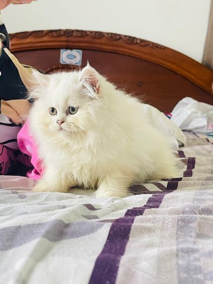 ขายแมวเปอร์เซียสีขาว รูปที่ 7