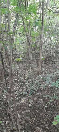 ขายที่ดินติดเเม่น้ำวัง ตำบลแม่ถอด อำเภอเถิน ลำปาง 8 ไร่ ใกล้โรงไฟฟ้าเถิน รูปที่ 4