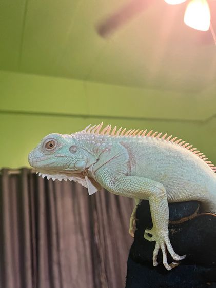 อิกัวน่า รูปที่ 2