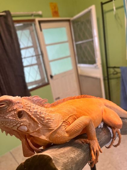 อิกัวน่า รูปที่ 4