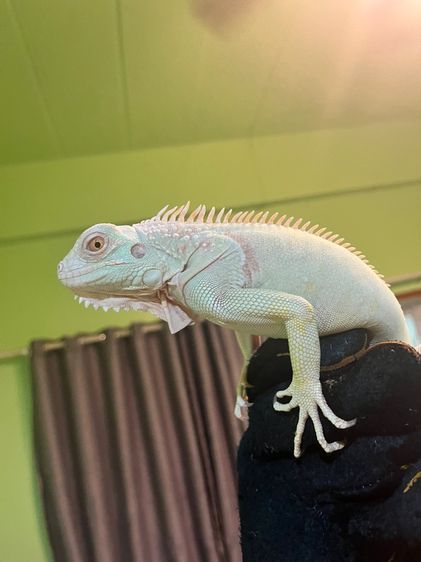 อิกัวน่า รูปที่ 3