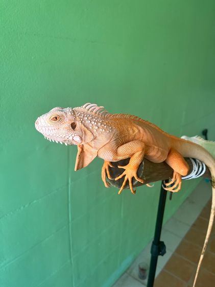 อิกัวน่า รูปที่ 5