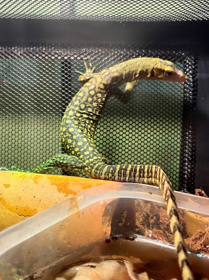 อิกัวน่า รูปที่ 6