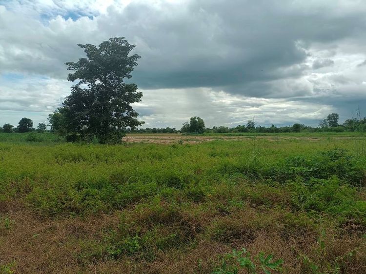 ขายที่ดิน 9-2-13 ไร่ ติดถนน ทำบ้านจัดสรรได้ ติดเทศบาล ตำบลเนินขาม อ.เนินขาม จ.ชัยนาท ขายถูกสุดในย่านนี้ รูปที่ 3